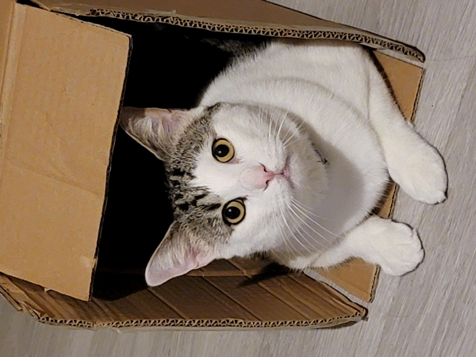 Photo of Mr. Kitty